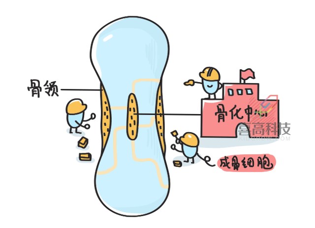 11.22看完大樓建造過程，就知道孩子是怎么長高的-_05.png